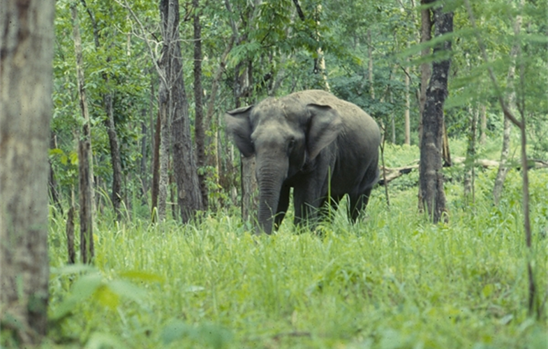 RS663_Asian Elephant.AR.1987-lpr